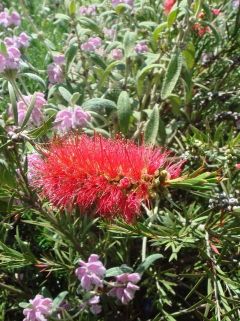 Callistemon citrinus fleur